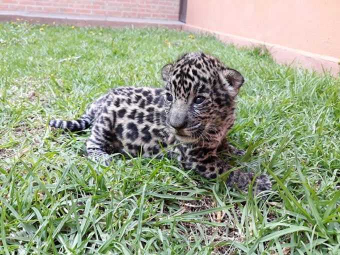 Ejemplar de jaguar pinto nace en el Parque Ecológico Zacango